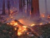 آتش سوزي جنگلهاي گلستان در حداقل بود فقط 2 هزار هكتار از جنگل سوخت