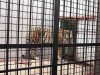 بهتر است بجاي تخيل احياي شير و ببر ايراني،به همين گربه هاي خياباني اکتفا کنيم