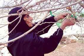 معرفي چند درخت مقدس در استان كرمانشاه