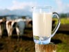 کاهش قیمت شیر و لبنیات شبیه یک رویاست