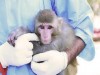 جزئیات اعزام اولین میمون فضانورد ایرانی