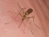 چرا پشه‌ها برخی‌ها را بیشتر نیش می‌زنند؟